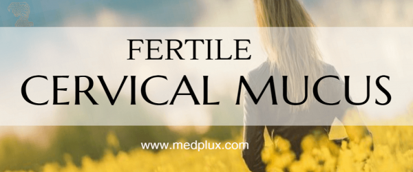 cervical fertile mucus