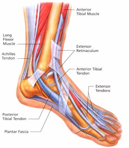 foot tendon