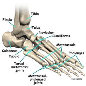 foot skeleton picture