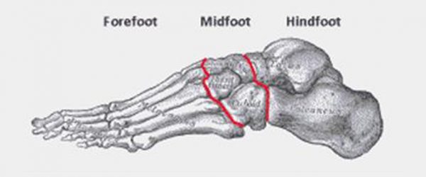 hindfoot